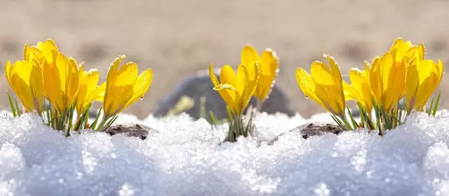 रविवार 25 जनवरी 2026 के लिए राशिफल 