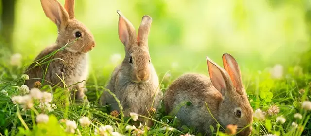 बुधवार 15 अप्रैल 2026 के लिए राशिफल 