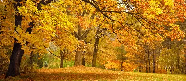 सोमवार 10 नवम्बर 2025 के लिए राशिफल 